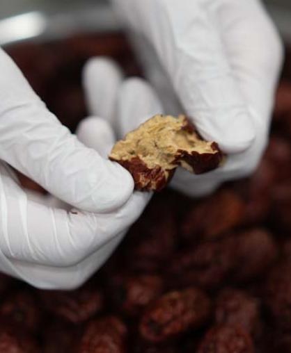 Hand-inspecting herbal raw material in a gloved process
