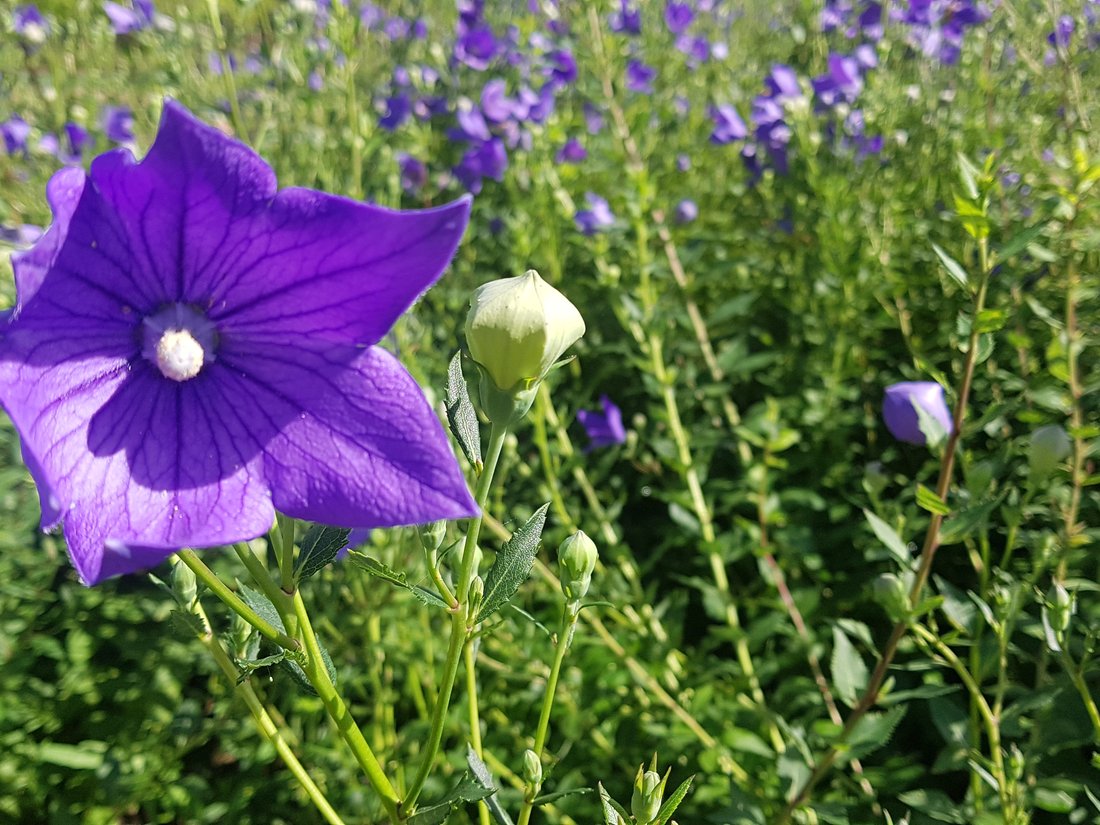Sobaeksan balloon flower in bloom